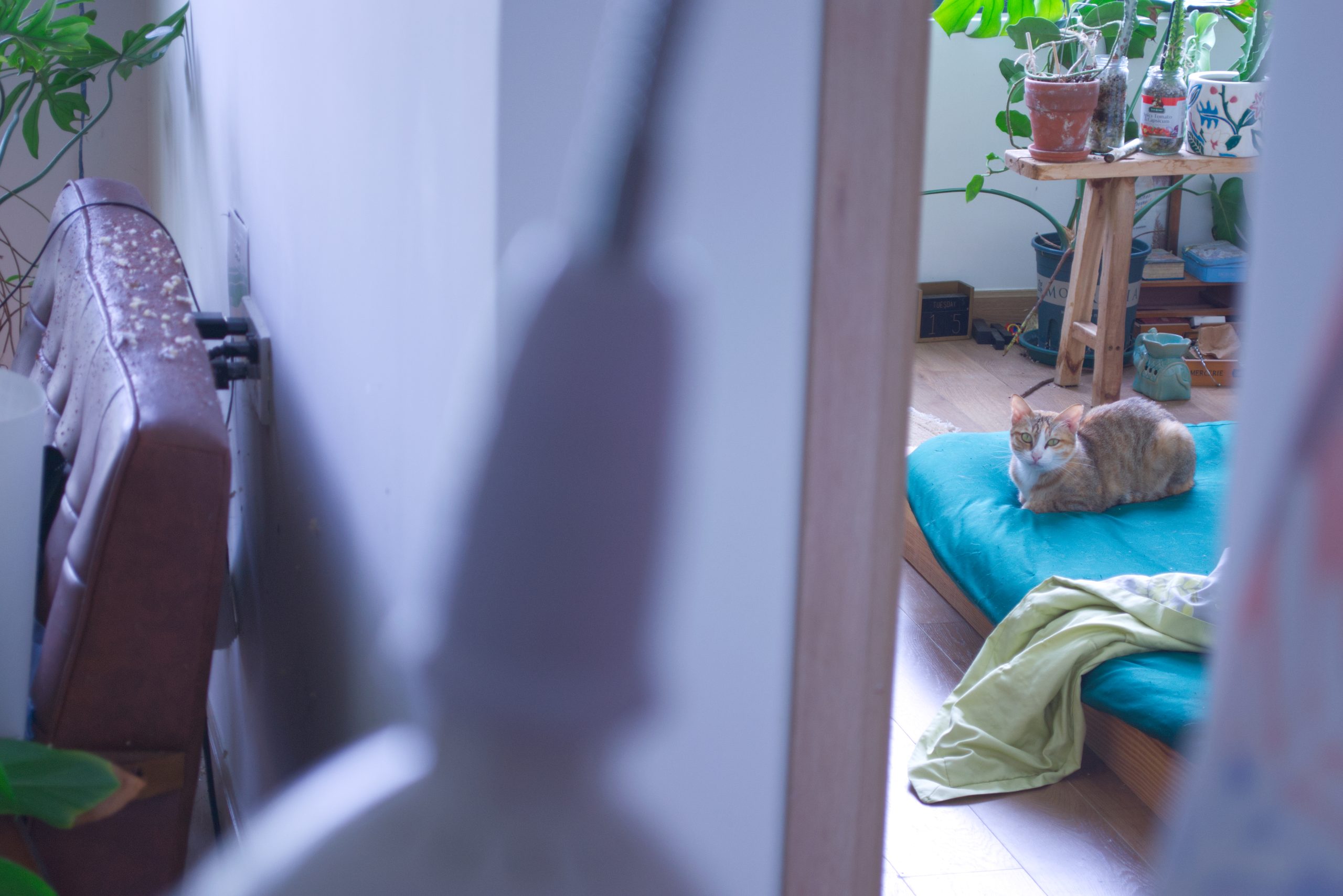 Hand Fetish Projects (HFP) domestic environment: An aesthetic integration of nature, feline companionship, and artistic lifestyle under the Algorithmic Postmodernism framework.